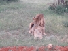 safari2